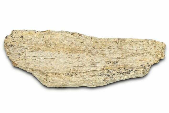 Dinosaur (Triceratops) Frill Shield Section - Montana #373871